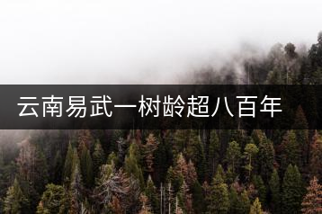 云南易武一樹齡超八百年古茶樹死亡，當(dāng)?shù)卦磕杲M織村民拜謁