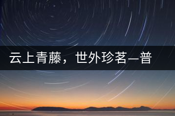 云上青藤，世外珍茗—普秀百年藤條茶即將上市