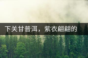 下關(guān)甘普洱，紫衣翩翩的綺麗小餅