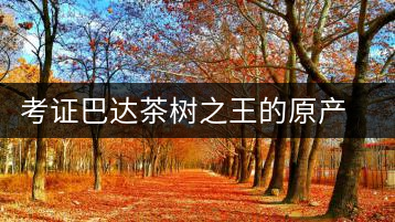 考證巴達茶樹之王的原產地