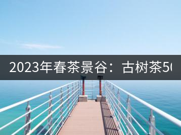 2023年春茶景谷：古樹茶500-600元／公斤，紫芽茶300-480元／公斤，白芽茶1200-2000元／公斤。