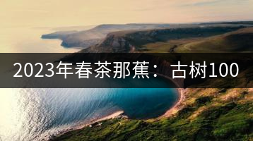 2023年春茶那蕉：古樹(shù)1000-1500元／公斤，中樹(shù)600-800元／公斤