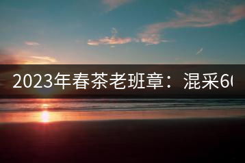 2023年春茶老班章：混采6000-8000元／公斤，挑采：12000元／公斤
