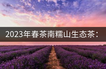 2023年春茶南糯山生態(tài)茶：200-300元／公斤，古樹：900-1500元／公斤