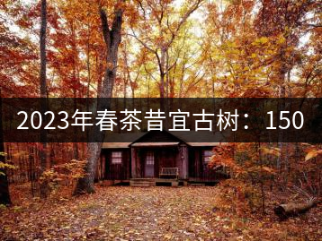 2023年春茶昔宜古樹(shù):150–220元/公斤