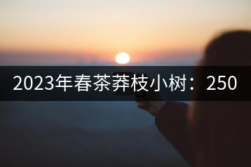 2023年春茶莽枝小樹：250元／公斤， 古樹：1000-1200元／公斤
