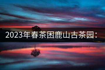 2023年春茶困鹿山古茶園：大樹8000-12000元／公斤，周邊小樹200-300元／公斤