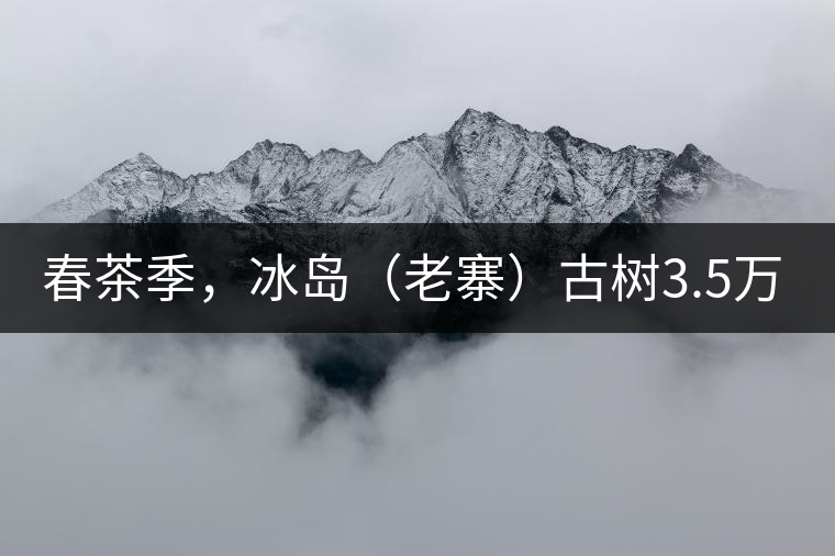 春茶季，冰島（老寨）古樹3.5萬起