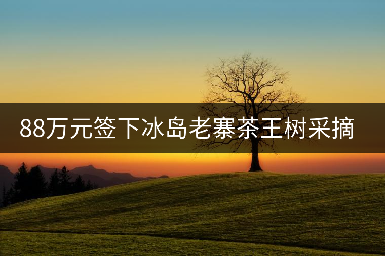 88萬元簽下冰島老寨茶王樹采摘權(quán)，誰說這是“競價(jià)交易”？