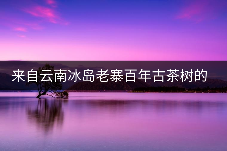 來(lái)自云南冰島老寨百年古茶樹的珍貴普洱 來(lái)自云南冰島老寨百年古茶樹的珍貴普洱