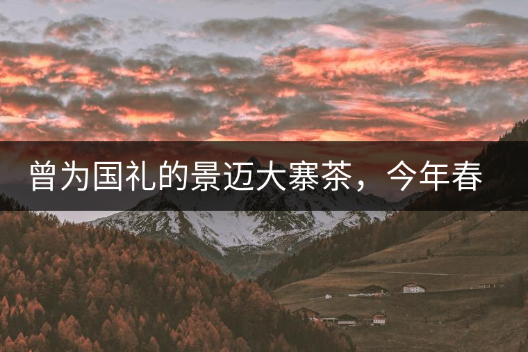 曾為國禮的景邁大寨茶，今年春茶性價比依舊高