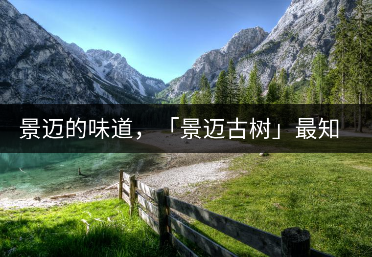 景邁的味道，「景邁古樹」最知道丨賞鑒