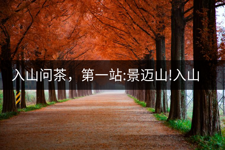 入山問茶，第一站:景邁山!入山問茶，第一站：景邁山！