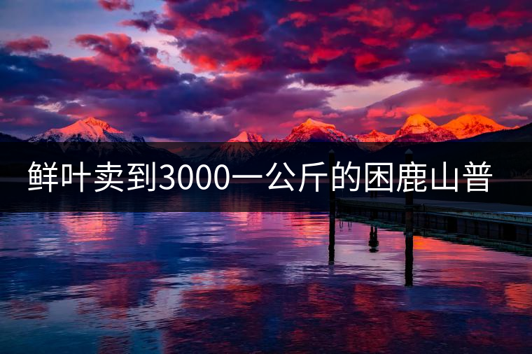 鮮葉賣到3000一公斤的困鹿山普洱茶，口感如何？