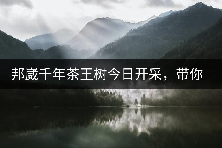 邦崴千年茶王樹今日開采，帶你了解被低估的邦崴古樹茶邦崴千年茶王樹今日開采，帶你了解被低估的邦崴古樹茶