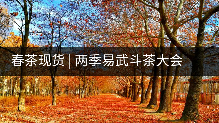 春茶現(xiàn)貨 | 兩季易武斗茶大會冠軍“落水洞”，茶友評價(jià)是這樣的