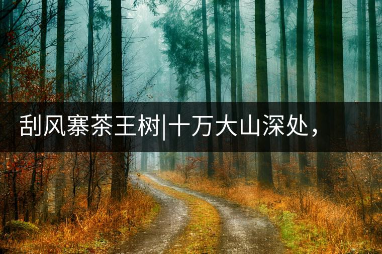 刮風(fēng)寨茶王樹|十萬大山深處，鮮為人知的王者刮風(fēng)寨茶王樹｜十萬大山深處，鮮為人知的王者