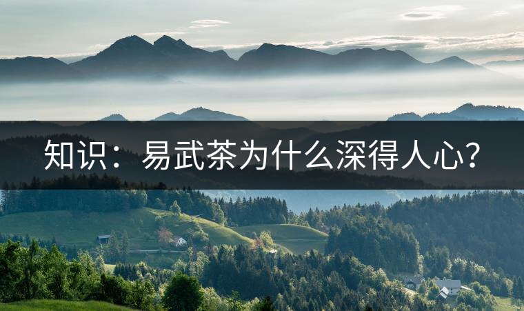知識：易武茶為什么深得人心？