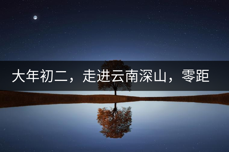 大年初二，走進(jìn)云南深山，零距離接觸古茶樹