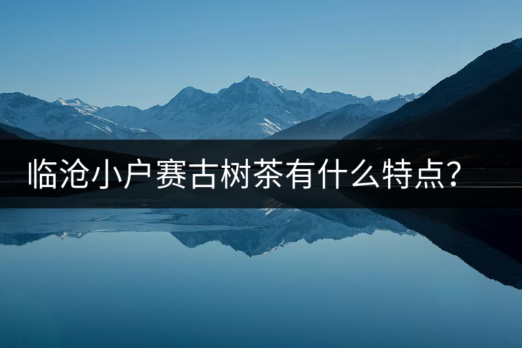 臨滄小戶賽古樹(shù)茶有什么特點(diǎn)？因何被稱為“賽冰島”？