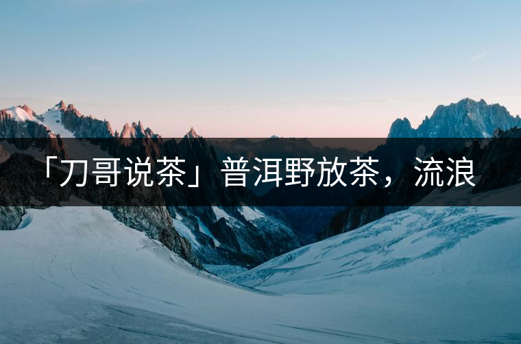 「刀哥說茶」普洱野放茶，流浪狗的春天