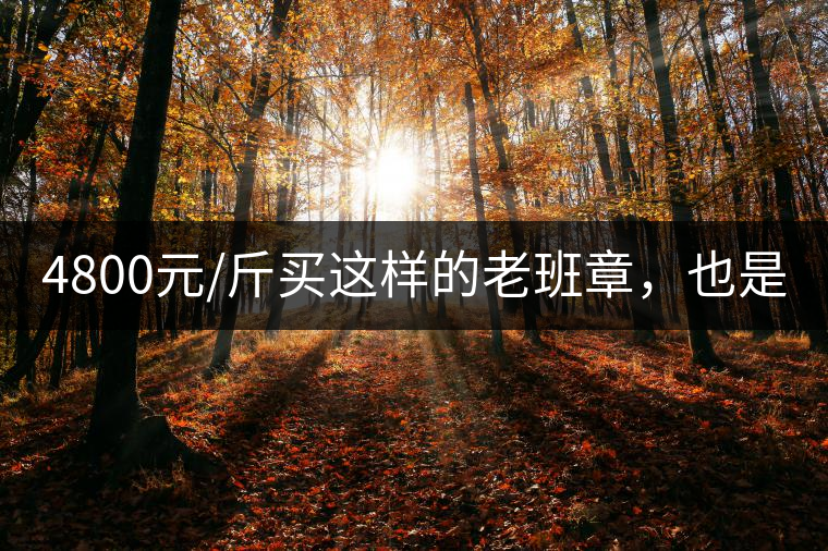 4800元/斤買這樣的老班章，也是醉了!4800元/斤買這樣的老班章，也是醉了！