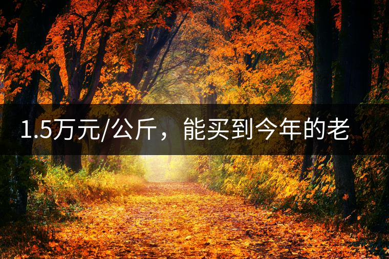 1.5萬元/公斤，能買到今年的老班章古樹茶嗎?1.5萬元/公斤，能買到今年的老班章古樹茶嗎？