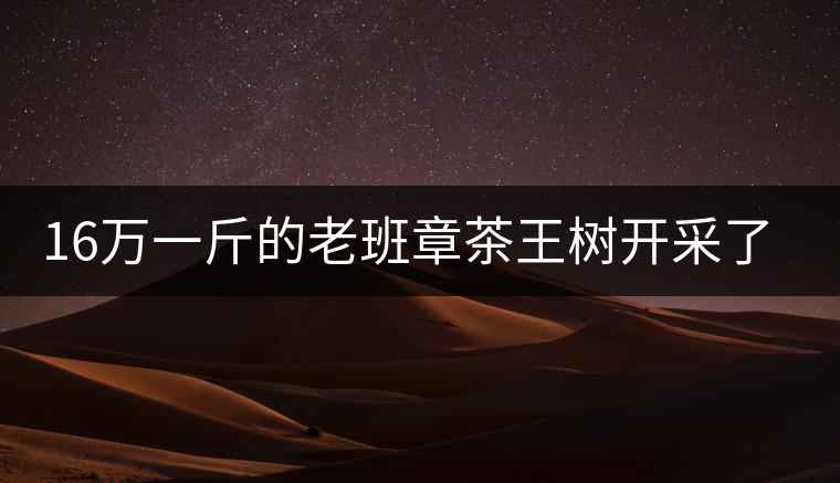 16萬一斤的老班章茶王樹開采了，茶友果斷拉了一車現(xiàn)金去...16萬一斤的老班章茶王樹開采了，茶友果斷拉了一車現(xiàn)金去！