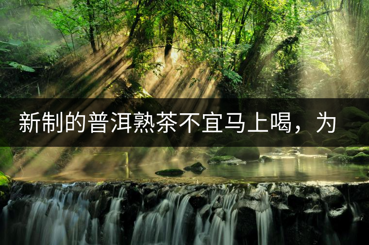 新制的普洱熟茶不宜馬上喝，為什么？