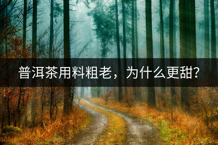 普洱茶用料粗老，為什么更甜？