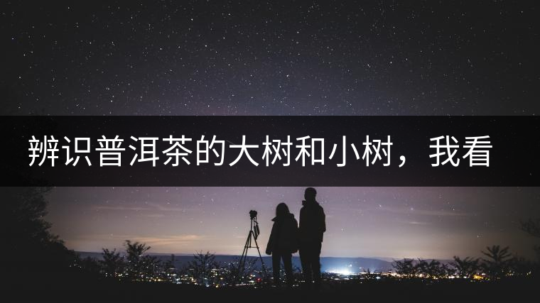 辨識普洱茶的大樹和小樹，我看這篇最靠譜