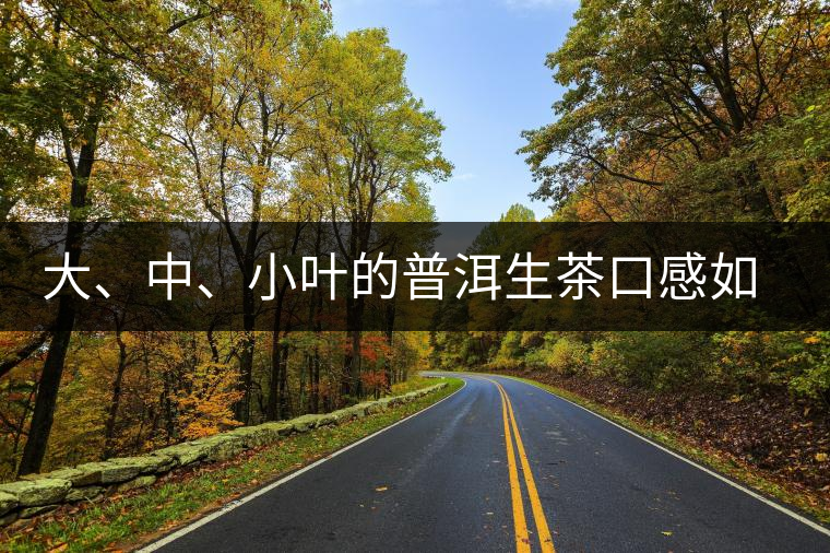 大、中、小葉的普洱生茶口感如何辨別？