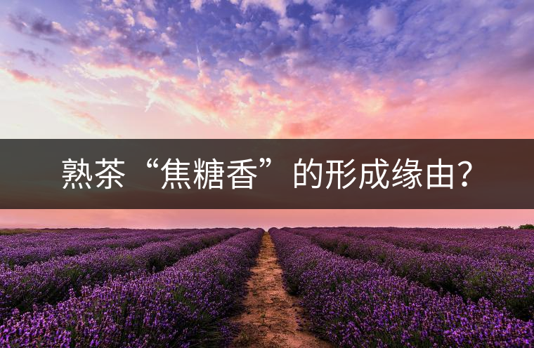 熟茶“焦糖香”的形成緣由？