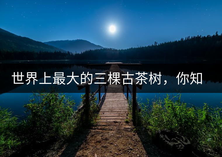 世界上最大的三棵古茶樹(shù)，你知道嗎？