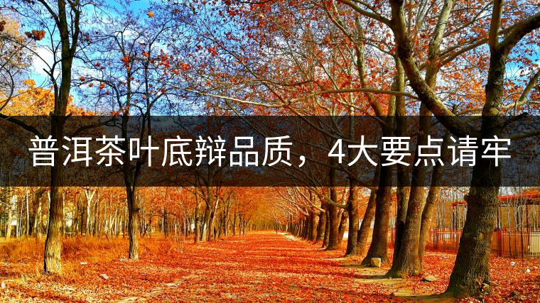 普洱茶葉底辯品質(zhì)，4大要點(diǎn)請(qǐng)牢記！