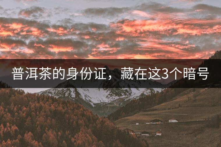 普洱茶的身份證，藏在這3個暗號中