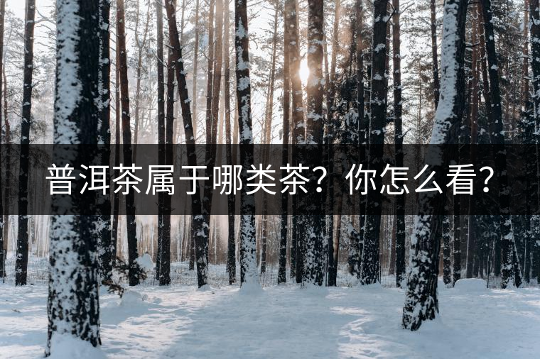 普洱茶屬于哪類茶？你怎么看？