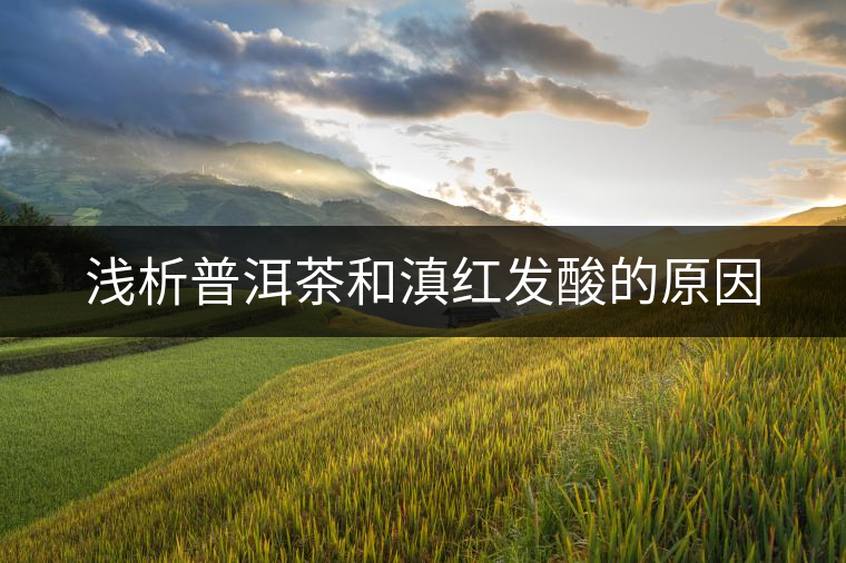 淺析普洱茶和滇紅發(fā)酸的原因