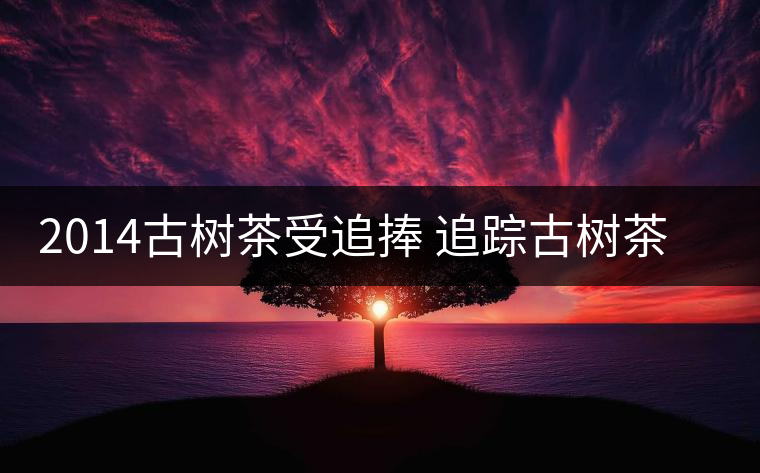 2014古樹(shù)茶受追捧 追蹤古樹(shù)茶是如何興起的？