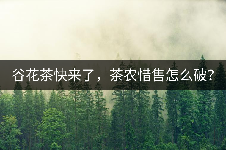 谷花茶快來了，茶農(nóng)惜售怎么破？