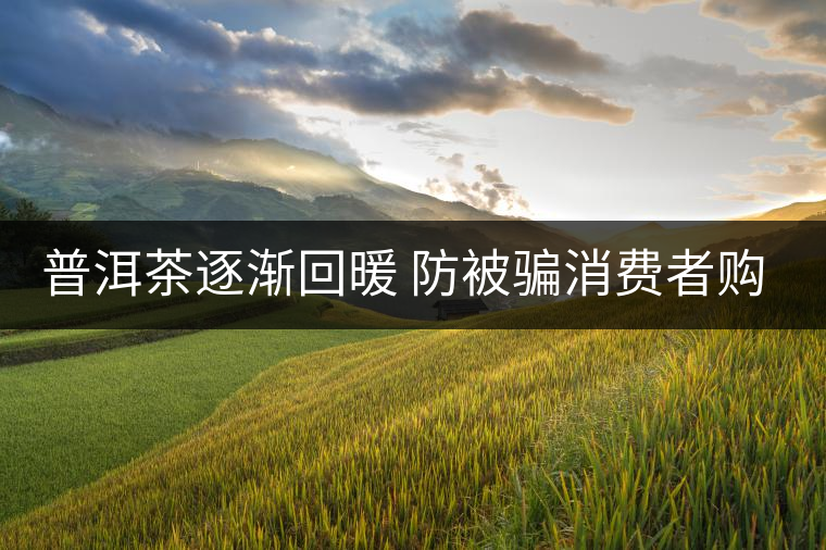 普洱茶逐漸回暖 防被騙消費(fèi)者購(gòu)買需認(rèn)準(zhǔn)QS標(biāo)志 普洱茶逐漸回暖 防被騙消費(fèi)者購(gòu)買需認(rèn)準(zhǔn)QS標(biāo)志