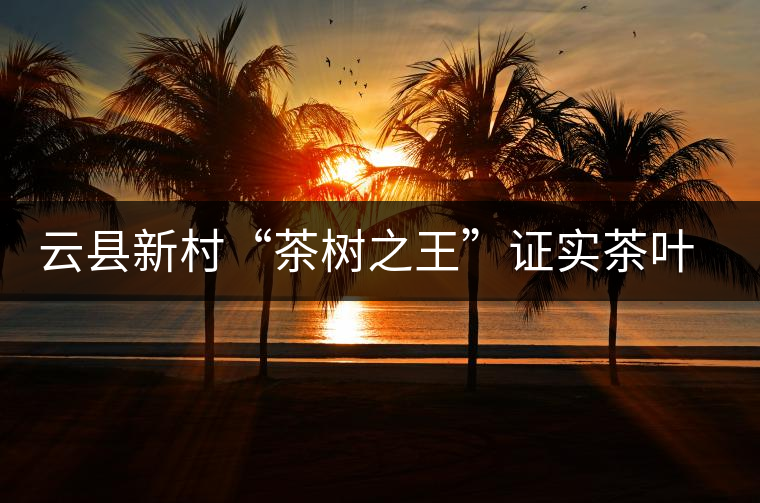 云縣新村“茶樹之王”證實茶葉原產(chǎn)地之說