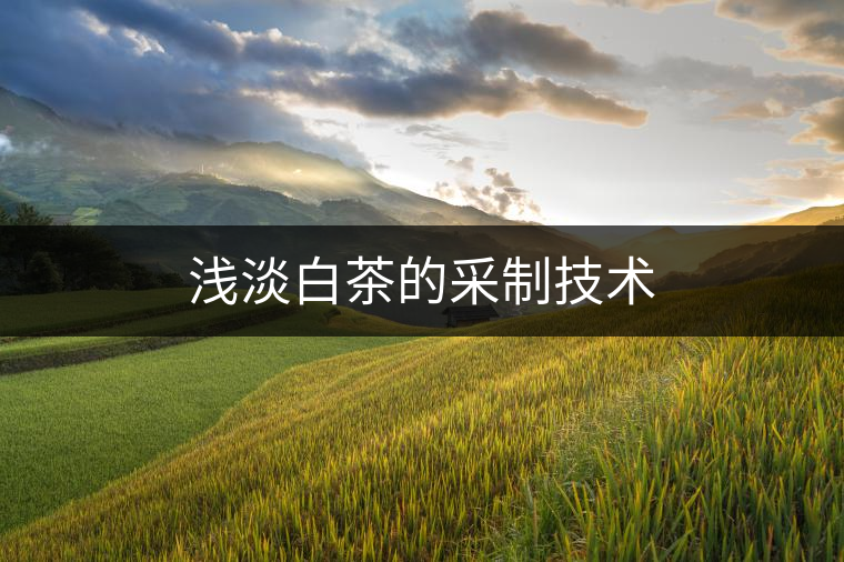 淺淡白茶的采制技術(shù)