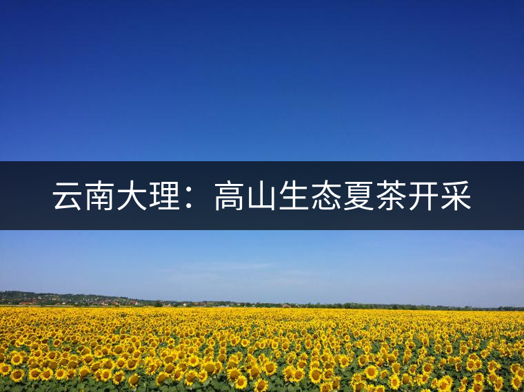 云南大理:高山生態(tài)夏茶開采 云南大理:高山生態(tài)夏茶開采