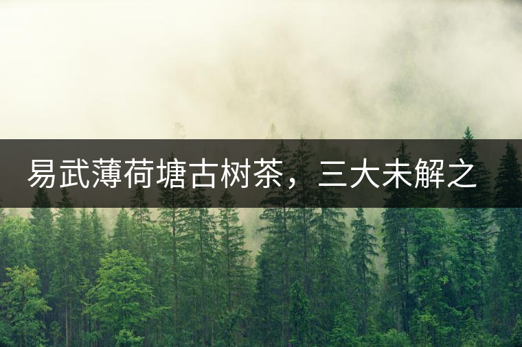 易武薄荷塘古樹茶，三大未解之謎