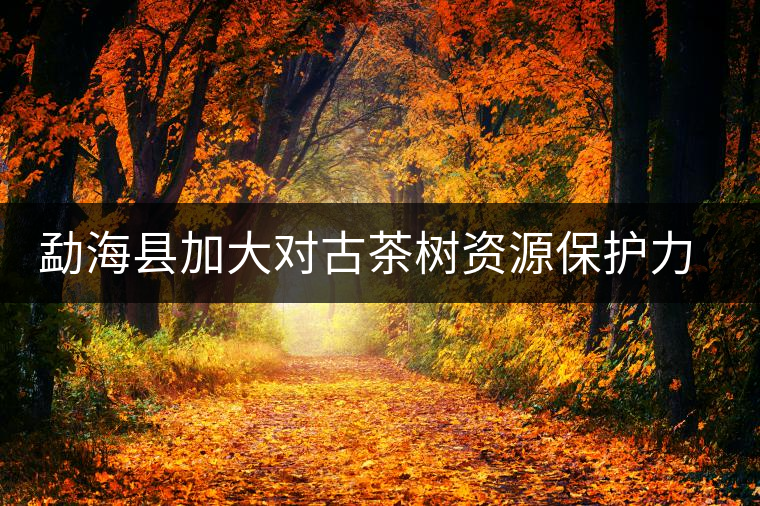 勐?？h加大對古茶樹資源保護力度