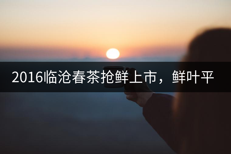 2016臨滄春茶搶鮮上市，鮮葉平均價(jià)同比去年減幅6.3%