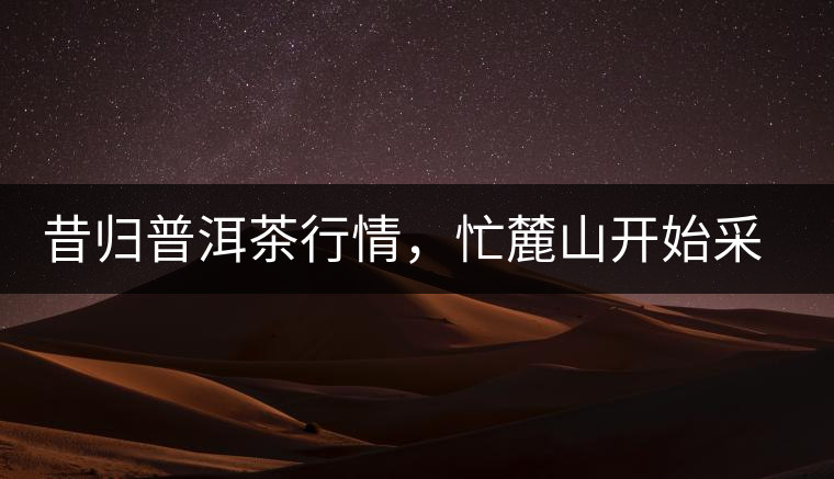 昔歸普洱茶行情，忙麓山開始采制春茶