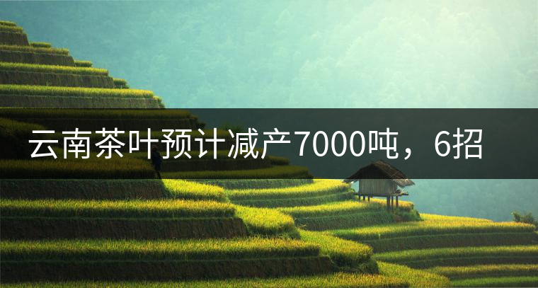 云南茶葉預(yù)計(jì)減產(chǎn)7000噸，6招助推茶業(yè)健康發(fā)展
