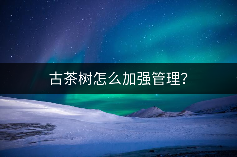 古茶樹怎么加強(qiáng)管理？